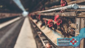 کلسیم برای مرغ