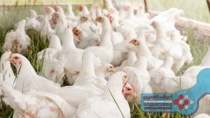 منابع کلسیم طیور