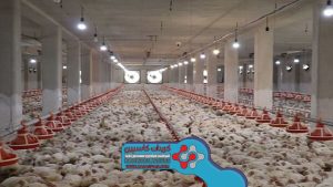اهمیت کلسیم در جیره غذایی پرندگان
