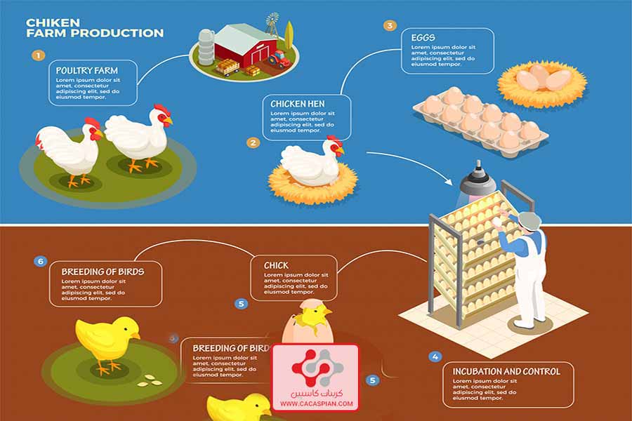 قیمت کربنات کلسیم دام و طیور