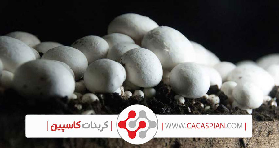 مصرف کربنات کلسیم برای قارچ