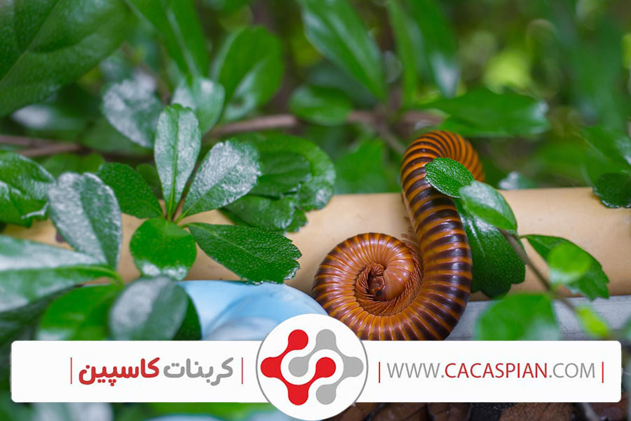 علائم کمبود کلسیم در حلزون‌ها