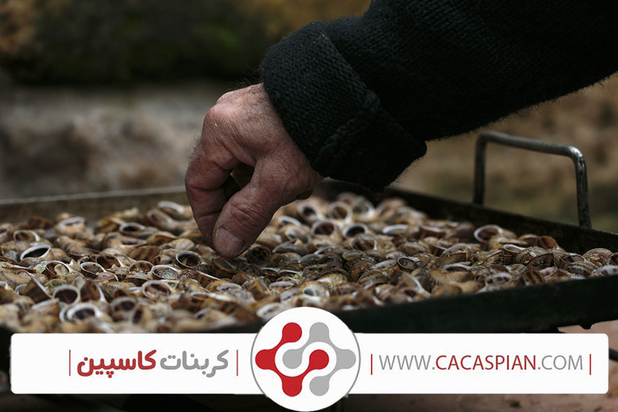 خرید پودر کربنات کلسیم برای حلزون‌ها